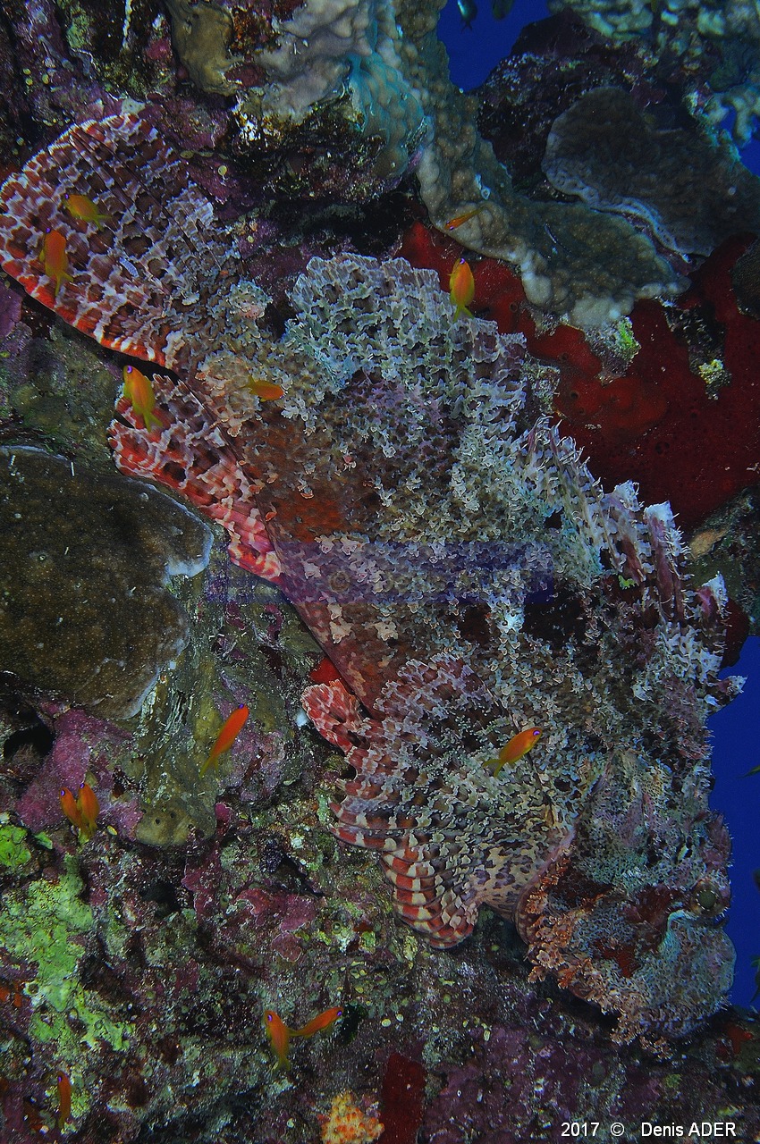 Scorpaenopsis-oxycephalus Rascasse tete plate-Safaga Tobia harba-9m-20171121-Denis-ADER-DSC_3354_tn.jpg